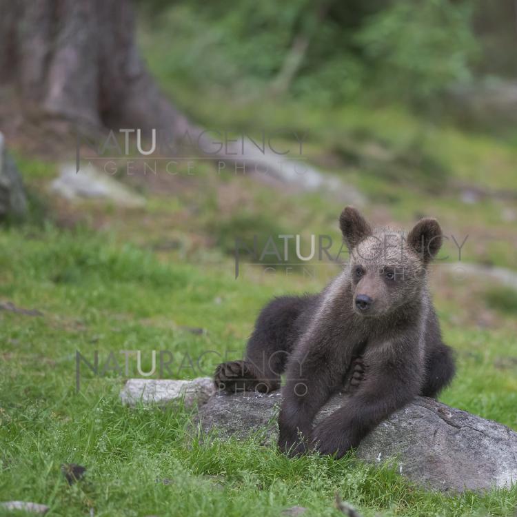 Naturagency Reportage Ourson Brun Naturagency Reportage Ourson Brun