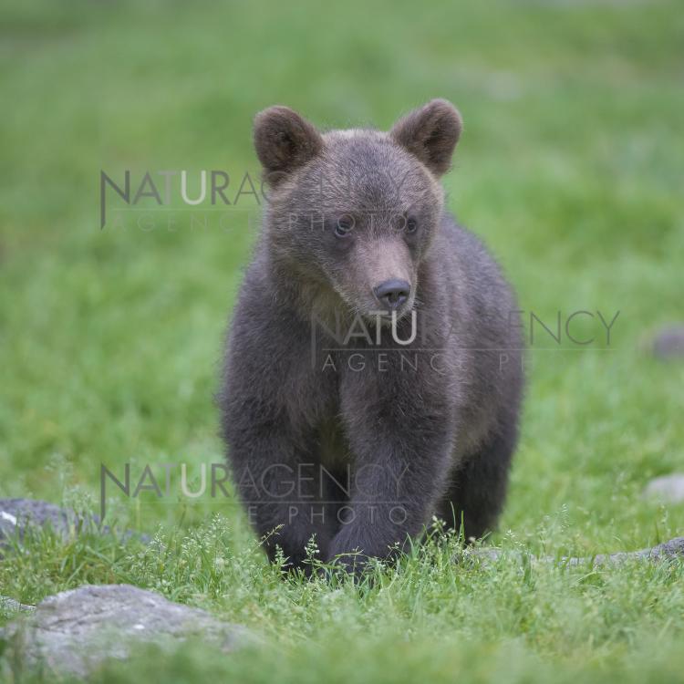 Naturagency Reportage Ourson Brun Naturagency Reportage Ourson Brun