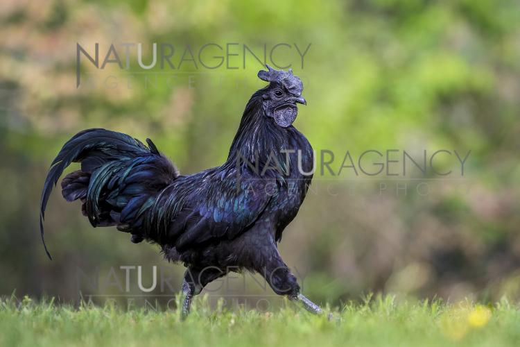 le coq noir