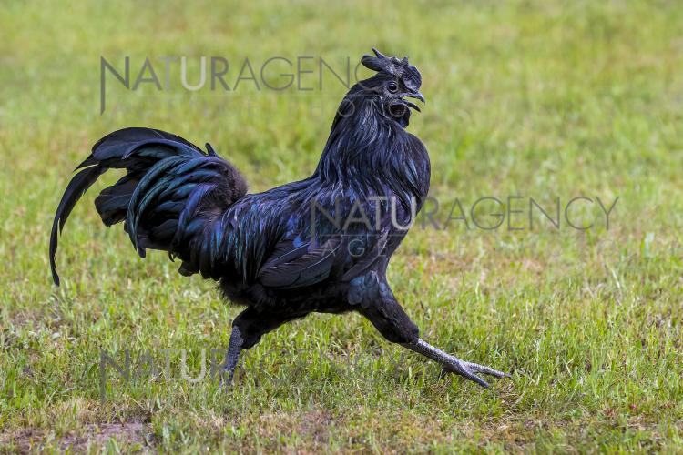 Le best sale coq noir
