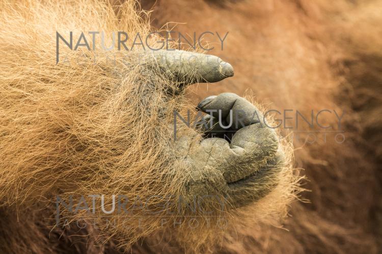 Keng ochilgan anusning fotosurati