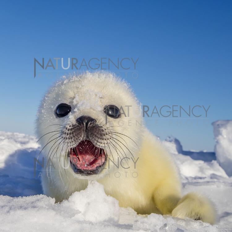 Naturagency Report Harp Seal Baby