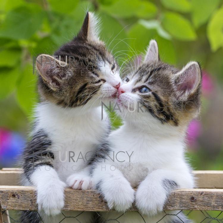 Naturagency Reportage Un Amour De Chaton