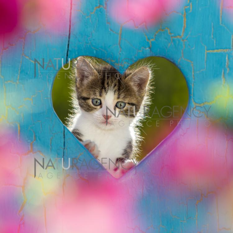 Naturagency Reportage Un Amour De Chaton
