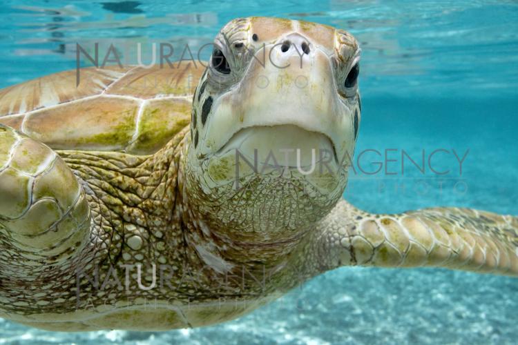 Naturagency - Reportage 'Tortues marines'