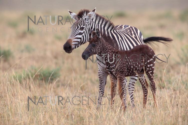 Naturagency Reportage Tira Le Bebe Zebre A Pois