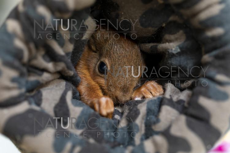Naturagency Reportage Le Sauvetage D Un Ba C Ba C A C Cureuil Naturagency Reportage Le Sauvetage D Un Ba C Ba C A C Cureuil