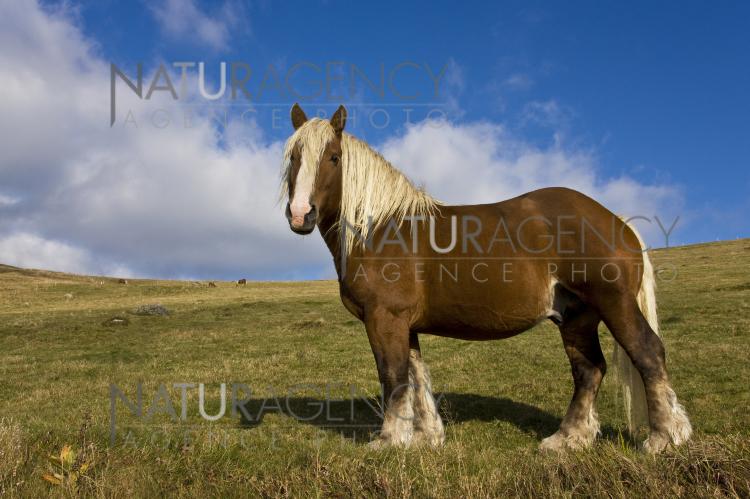 L essentiel des chevaux - la grande encyclopédie des chevaux destrier,  cheval de trait, pur-sang, mustang - Collection tout découvrir . de  Fitzpatrick Andréa