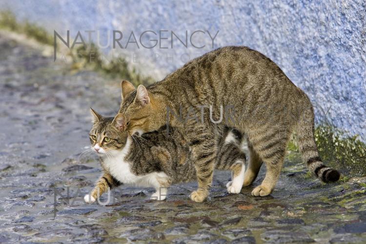 Naturagency Reportage Mon Chat Ce Fauve Naturagency Reportage Mon Chat Ce Fauve