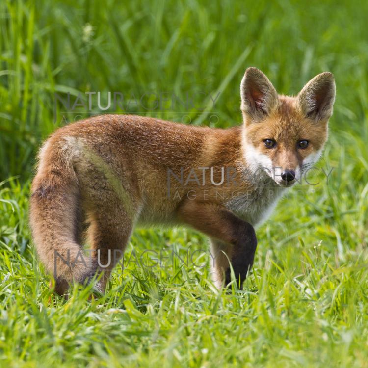 Naturagency Renard Roux Naturagency Renard Roux