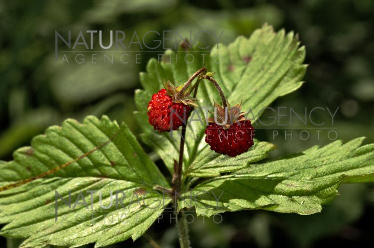 Naturagency Fraises Des Bois Anglais Wild Strawberry