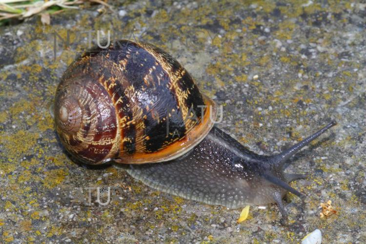 Naturagency - Escargot petit gris. Helix aspersa aspersa