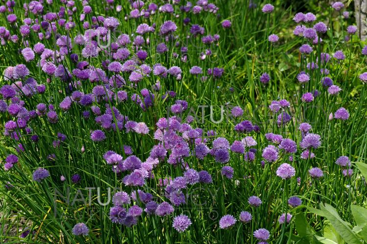 Naturagency Fleurs De Ciboulette Ou Civette Ou Appetits Anglais Wild Chives
