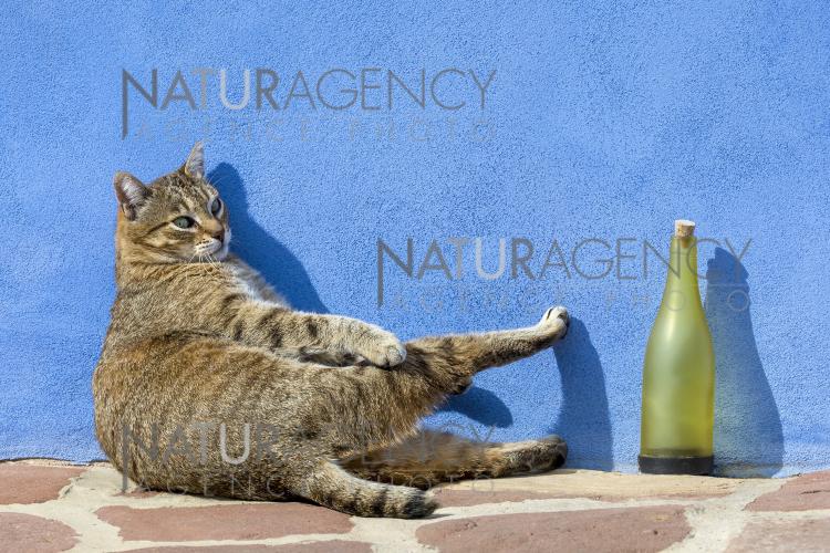 Naturagency Chat Jouant Pres D Une Bouteille Deco