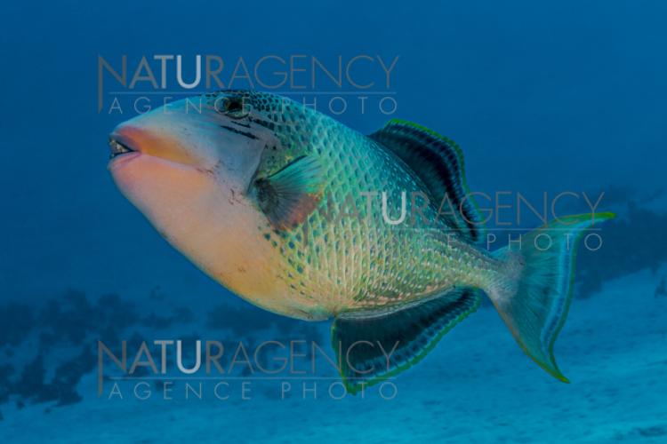 Acheter un poisson baliste - Achat en ligne - Aquariophilie Acheter un poisson baliste - Achat en ligne - Aquariophilie